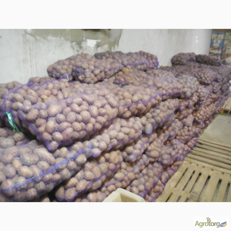 Фото 8. Продам картоплю ковель