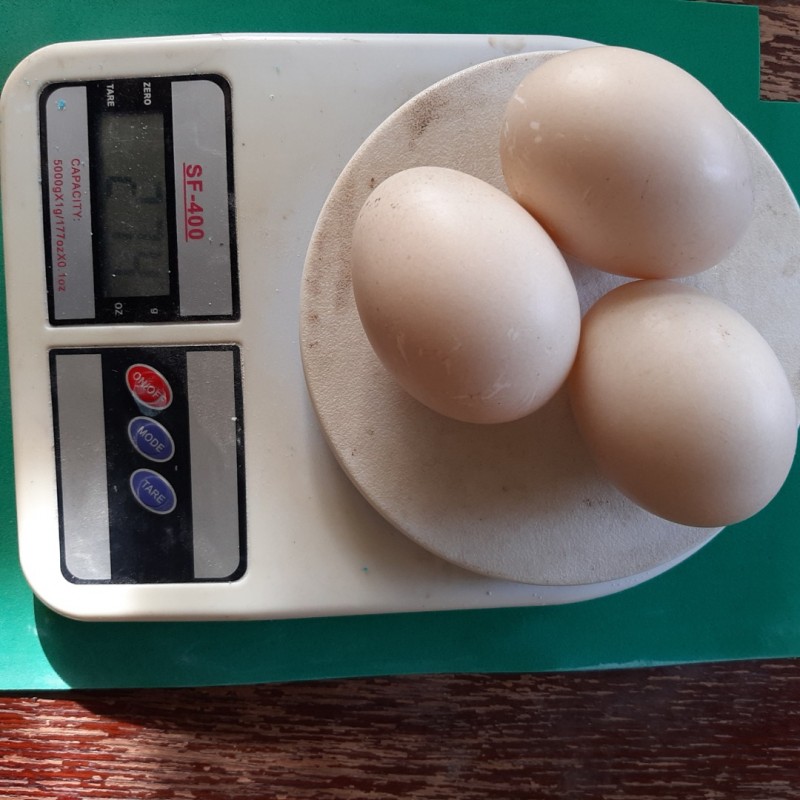 Фото 3. Мускусна качка - інкубаційні яйця, яйцо инкубационное