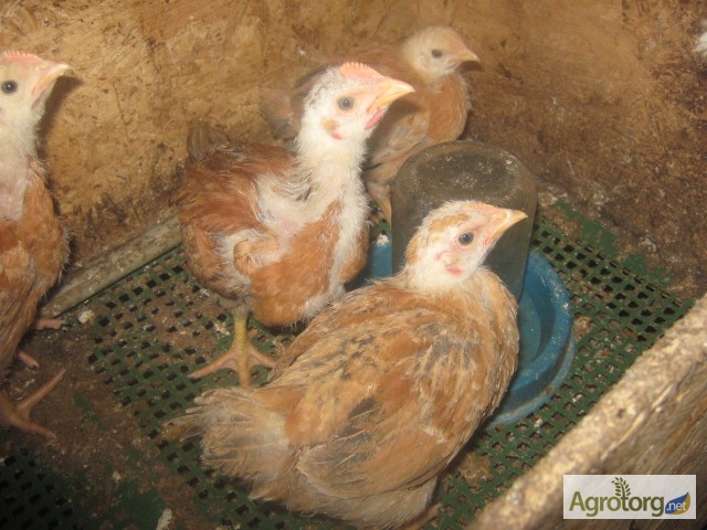 Фото 4. Распродажа цыплят мясо-яичных пород