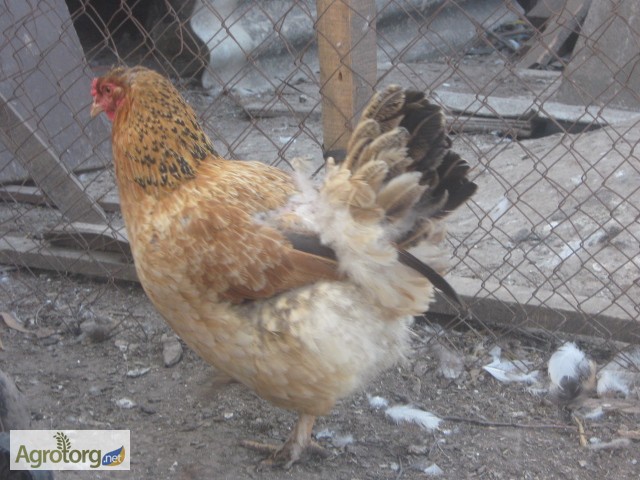 Фото 6. Распродажа цыплят мясо-яичных пород