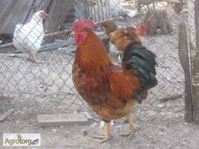 Фото 7. Распродажа цыплят мясо-яичных пород