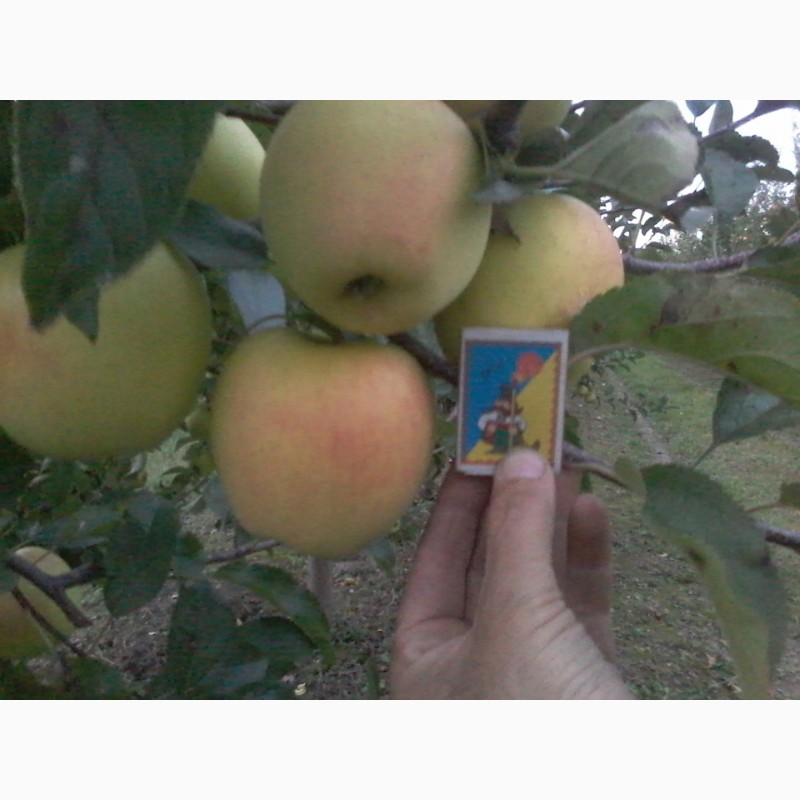 Фото 8. Продам яблоко