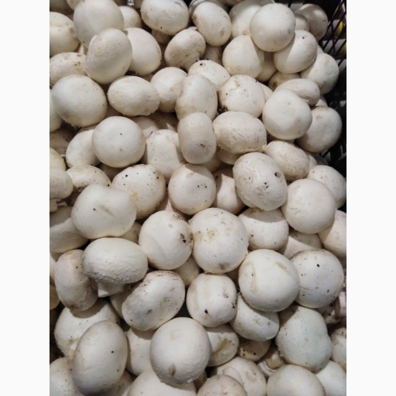 Фото 2. Продажа свежих грибов II сорта и открытого