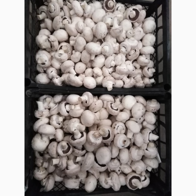 Фото 3. Продажа свежих грибов II сорта и открытого