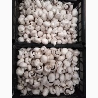 Продажа свежих грибов II сорта и открытого