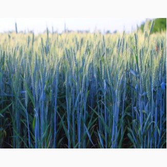 Пшеница озимая СТАЛЕВА (ИНТЕНСИВНЫЙ СОРТ), элита
