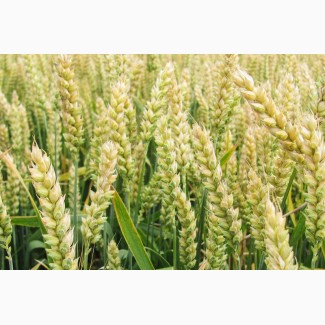 Продам Семена озимой пшеницы Журавка Одесская Год регистрации: 2011