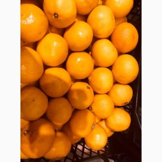Продам мандарин “Mihowase”