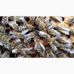 Продам плодные меченые пчелиные матки Карпатской породы 2024г