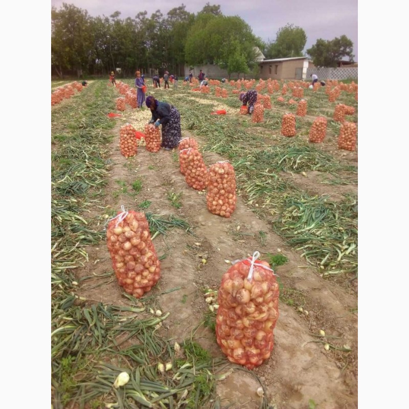 Фото 4. Предлагаю оптовым поставкам новый лук урожай 2020г продукции из солнечного Узбекистана
