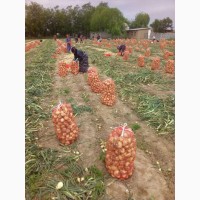 Предлагаю оптовым поставкам новый лук урожай 2020г продукции из солнечного Узбекистана