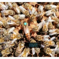 Плідні бджоломатки продам