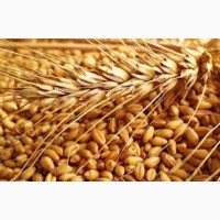 Куплю продовольственную и фуражную пшеницу. Высокая цена