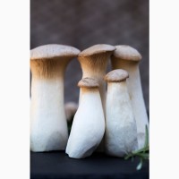 Свежие грибы Еринги