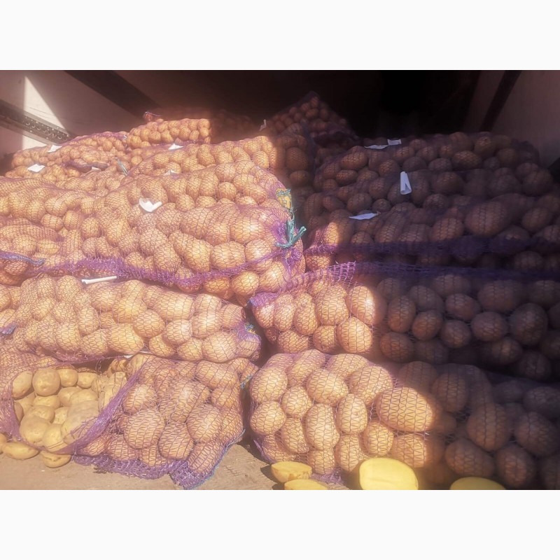 Фото 3. Продам оптом товарный картофель из Белоруссии