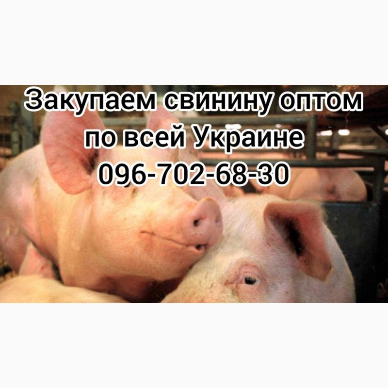 Фото 3. Свиньи живым весом цена