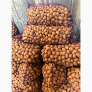 ФГ продає насінневу картоплю Королева Анна від виробника