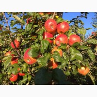 Продам ІДЕАЛЬНІ яблука з саду врожаю 2023