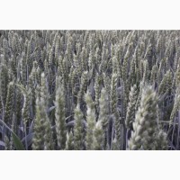 Семена мягкой пшеницы Маттус, Гранус - 1реп. (двуручки)