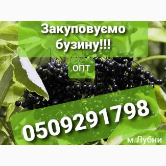 Закупаем на ОПТ бузину!!! Любые обемы, Полтавская обл