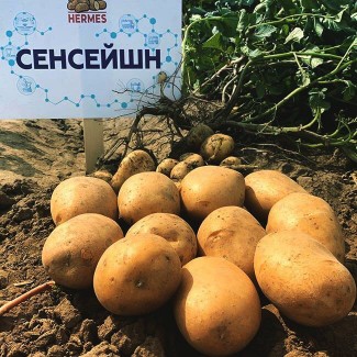 Продам семенной картофель Сенсейшн