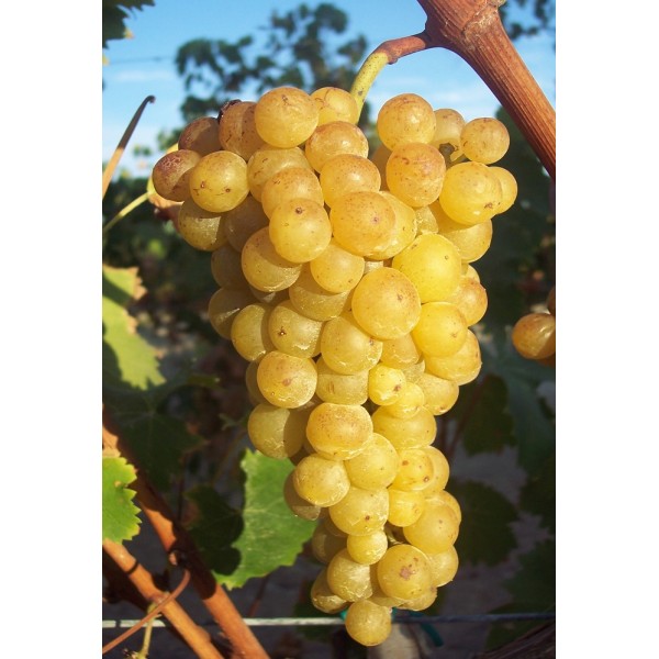 Фото 2. Продам виноград технічних сортів (Каберне Совіньйон, Мерло, Мускат білий, Ркацителі)