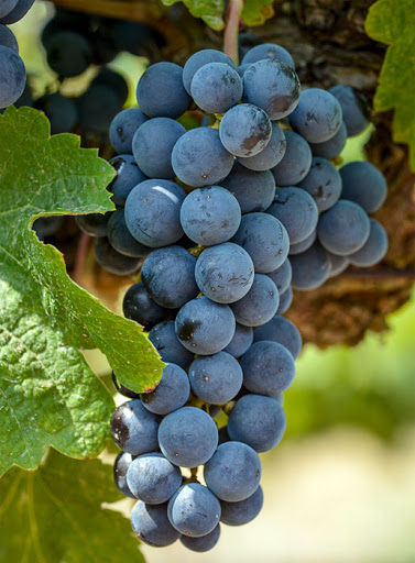 Фото 3. Продам виноград технічних сортів (Каберне Совіньйон, Мерло, Мускат білий, Ркацителі)