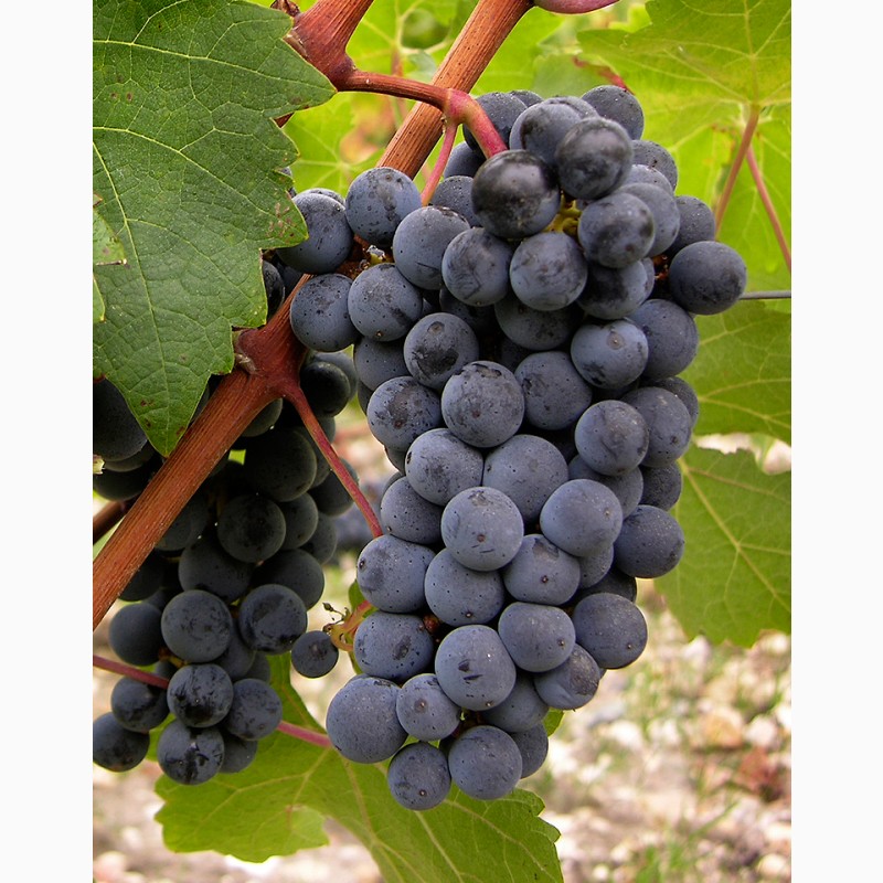 Фото 4. Продам виноград технічних сортів (Каберне Совіньйон, Мерло, Мускат білий, Ркацителі)