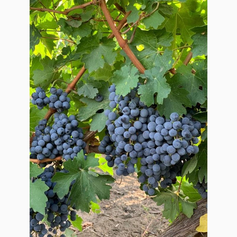Фото 7. Продам виноград технічних сортів (Каберне Совіньйон, Мерло, Мускат білий, Ркацителі)