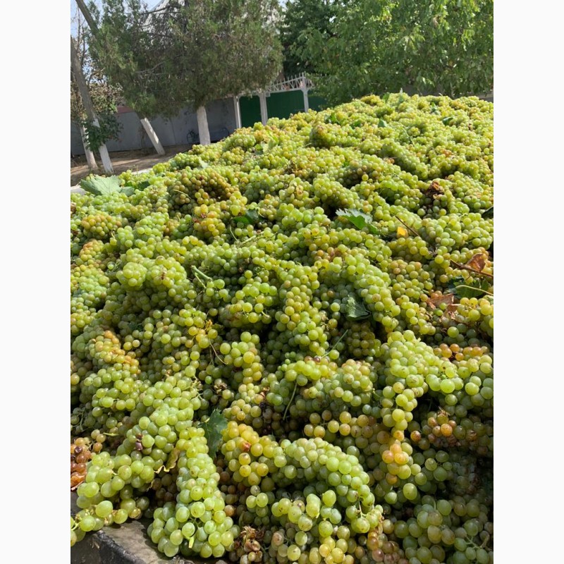 Фото 8. Продам виноград технічних сортів (Каберне Совіньйон, Мерло, Мускат білий, Ркацителі)