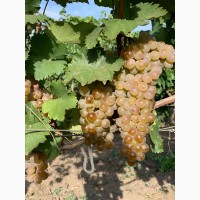 Продам виноград технічних сортів (Каберне Совіньйон, Мерло, Мускат білий, Ркацителі)