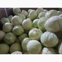 ОПТ Капуста білокачана та інші овочі Експорт великі об#039; єми