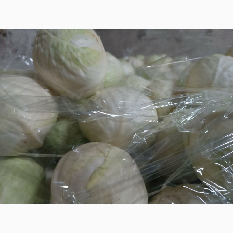 Фото 6. ОПТ Капуста білокачана та інші овочі Експорт великі об#039; єми