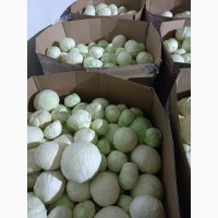 ОПТ Капуста білокачана та інші овочі Експорт великі об#039; єми