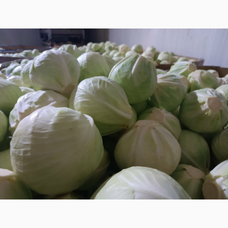 Фото 8. ОПТ Капуста білокачана та інші овочі Експорт великі об#039; єми
