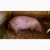 Продам домашніх свиней