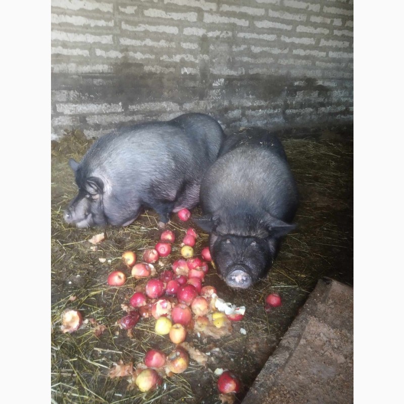 Фото 3. Продам домашніх свиней