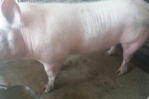 Фото 6. Продам домашніх свиней