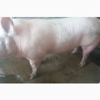 Продам домашніх свиней