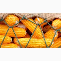 Продам кукурудзу 500 тонн, Черкаська область, Степанівка