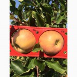 ФГ реалізовує яблука елітних сортів урожаю 2015 року Закарпаття