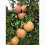 ФГ реалізовує яблука елітних сортів урожаю 2015 року Закарпаття