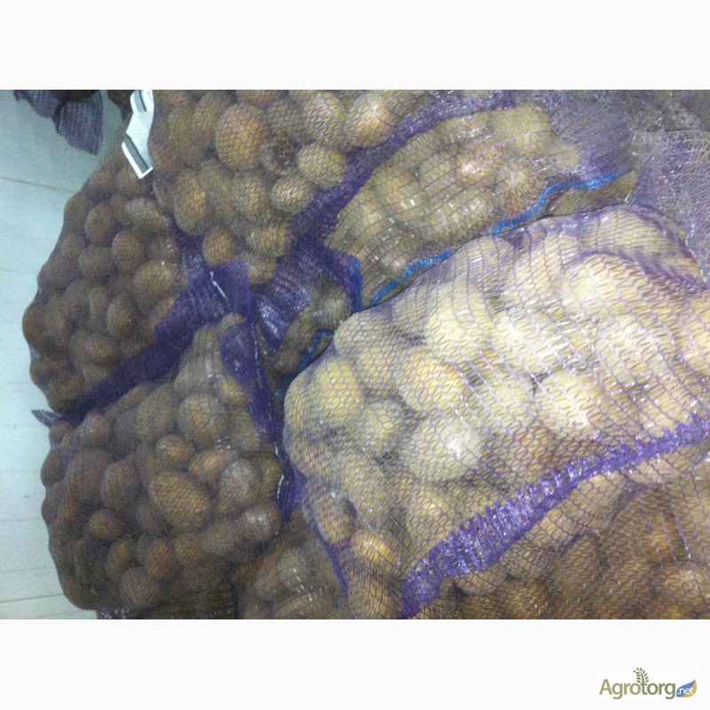 Фото 3. Продается картофель белых сортов (Тоскана, Гранада, Гала); Красный сорт (Розара)