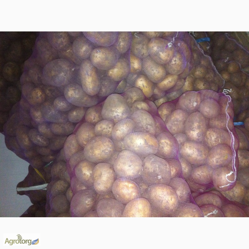 Фото 4. Продается картофель белых сортов (Тоскана, Гранада, Гала); Красный сорт (Розара)