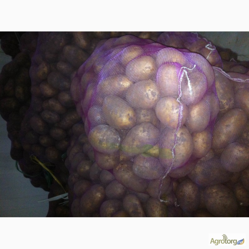 Фото 5. Продается картофель белых сортов (Тоскана, Гранада, Гала); Красный сорт (Розара)