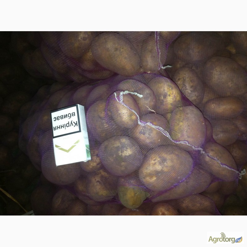 Фото 7. Продается картофель белых сортов (Тоскана, Гранада, Гала); Красный сорт (Розара)
