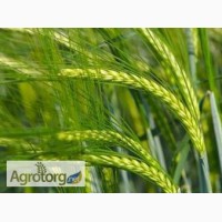 Продам високоврожайний посівний матеріал озимої пшениці, ячменю, гороху