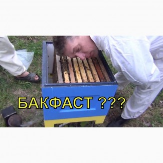Продам пчелопакеты отводки Бакфаст