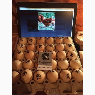 Інкубаційні яйця м’ясо-яєчних курей. Купити яйце інкубаційне Львів