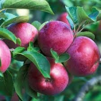 Вирощуємо Саджанці Яблук на підщепах М106 та М9 (білше 30 найпопулярніших сортів)